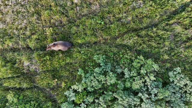 Wild Alaskan brown bear walking on a trail through the Alaskan tundra. Aerial drone view looking down.