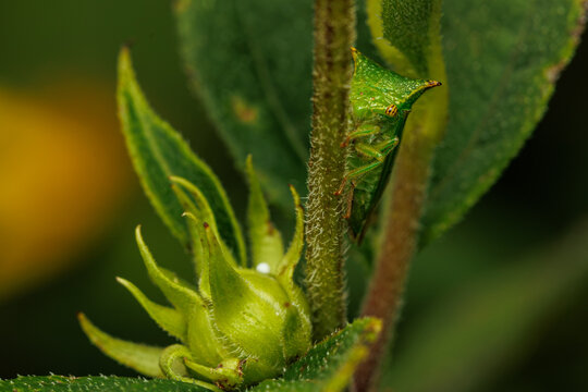 Buffalo treehopper blending in among foliage