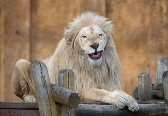 Cape lion © Hana