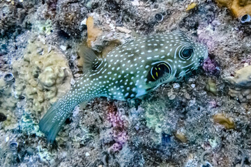 Colonies of corals and white spotted puffer fish (Arothron hispidus) at coral reef in Red sea © ihorbondarenko