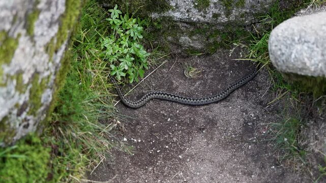 Adder slitherng around the summit of Loch Nagar