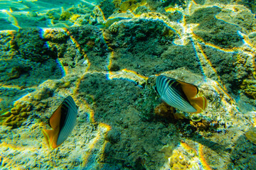 Colonies of corals and Chaetodon fishes at the coral reef in Red sea © ihorbondarenko
