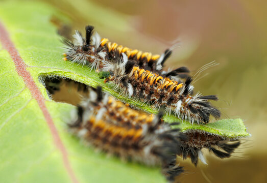 Milkweed Tussock Moth Caterpillars on milkweed leaf