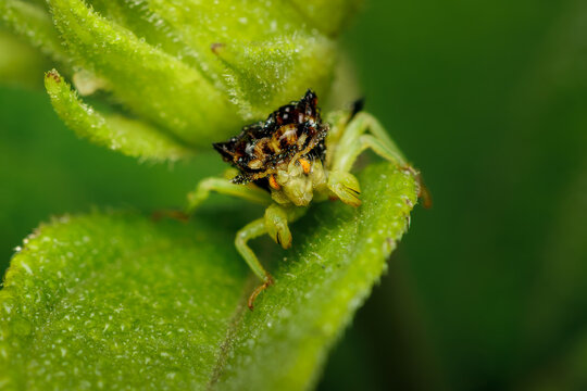 Jagged Ambush Bug poised on leaf
