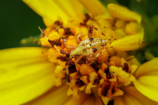 Clouded plant bug on yellow flower