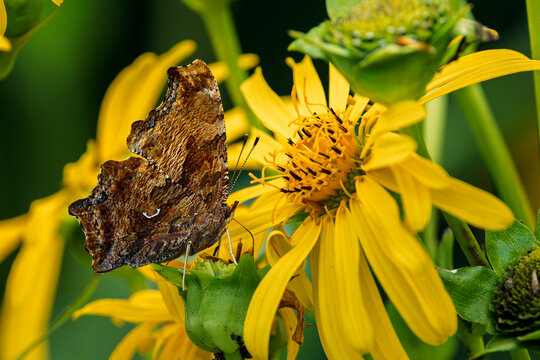 Eastern Comma Butterfly on cup plant flower
