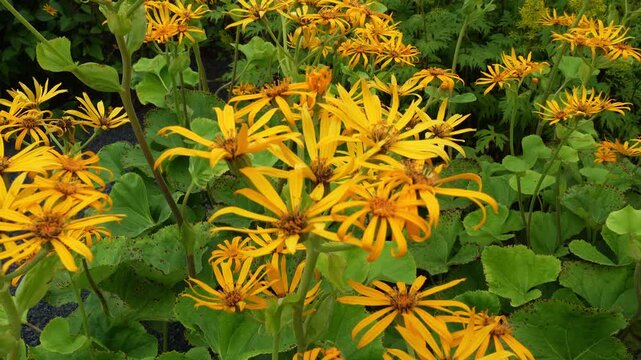 Ligularia dentata flowering plants also known as the summer ragwort or leopardplant is a species in the family Asteraceae, native to China and Japan.