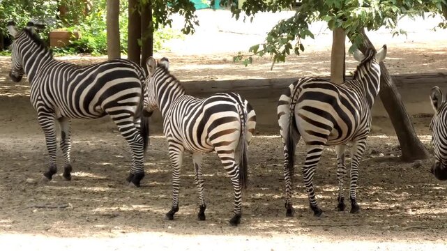 Zebras roaming around the zoo