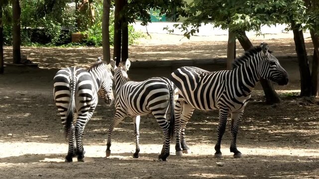 Zebras roaming around the zoo