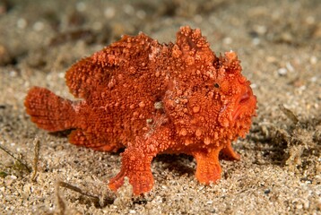 Fototapeta premium Lateral macro portrait of a warty red handfish standing on the sandy ocean floor