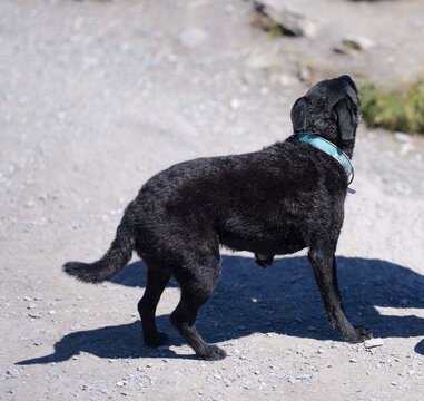 Black Dog Walking on Gravel Mountain Path in Grindelwald, Switzerland