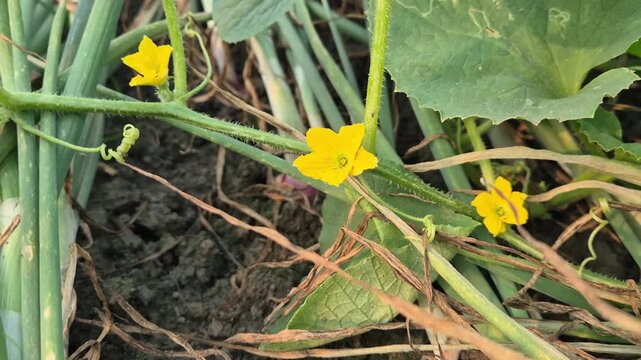 Spreading Musk Melon Vine Vegetative Growth Stage Field Commercial Video