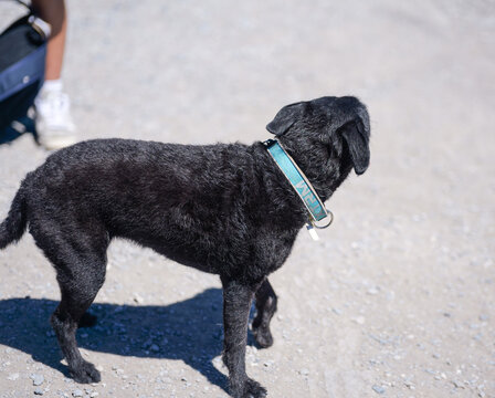 Black Dog Walking on Gravel Mountain Path in Grindelwald, Switzerland