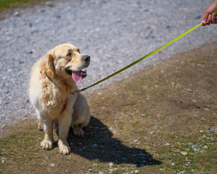 Golden Retriever on a Mountain Trail in Grindelwald, Switzerland