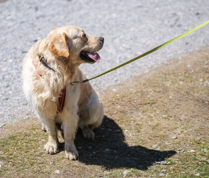 Golden Retriever on a Mountain Trail in Grindelwald, Switzerland