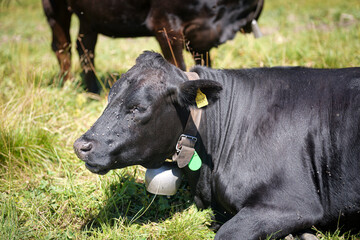 Black cow with traditional bell grazing in an alpine pasture in Grindelwald, Switzerland © Cherish