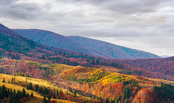 mountain landscape with forest in fall colors. sunny day in autumn. view of nature background of ukraine with valley in dappled light. transcarpathia alpine countryside