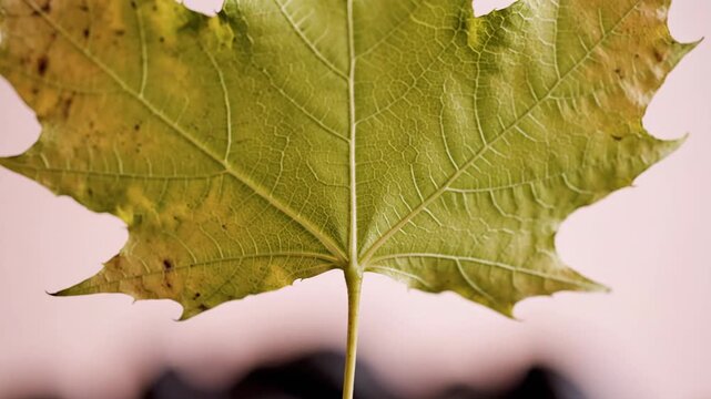 Close up of maple leaf showing detail and textures of seasonal change