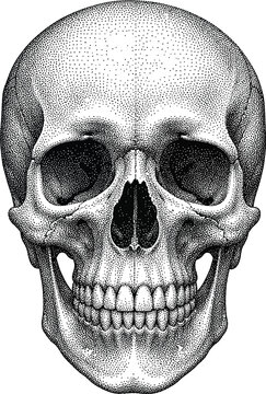 Front View Human Skull Halftone Anatomy Illustration