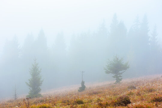 fir trees on a meadow down the will to coniferous forest in foggy mountains of Ukraine. mysterious nature background with overcast sky