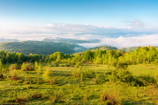mountain field in morning light. countryside springtime background with view in to valley in fog behind the forest on the grassy hill. fluffy clouds on a bright blue sky. nature freshness concept