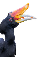 Rhinoceros hornbill head displaying its prominent colorful helmet casque and beak © wannasak