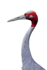 Fototapeta premium Sarus crane bird displaying its distinct red head and long slender grey neck in profile.