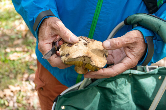 Mushroom examination in the forest