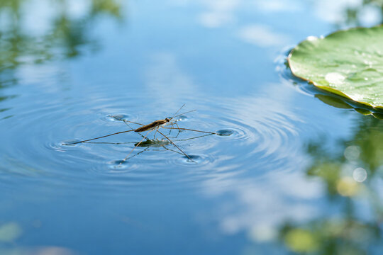 Water strider insect on calm blue water with lily pad, nature and aquatic ecosystem concept