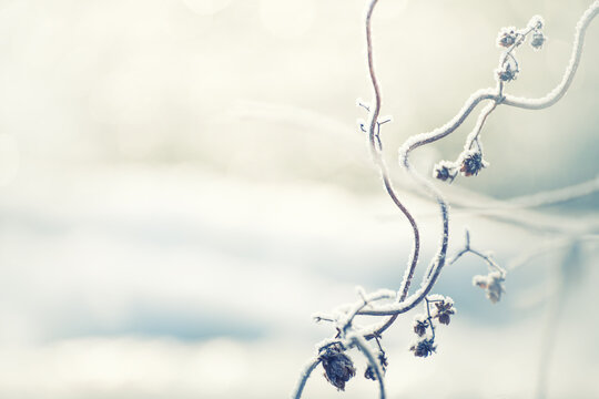 Frost-covered plants on the shore of lake at foggy sunrise. Selective focus.