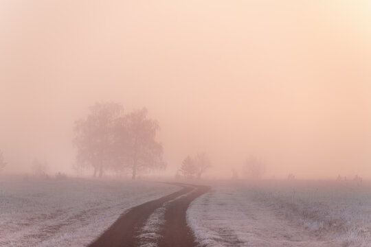 Frost-covered trees and grass in winter forest at foggy sunrise. Road in the forest.