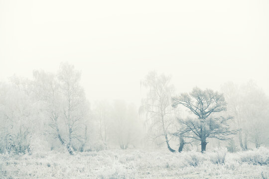 Frost-covered trees and grass in winter forest at foggy sunrise. Beautiful winter landscape.