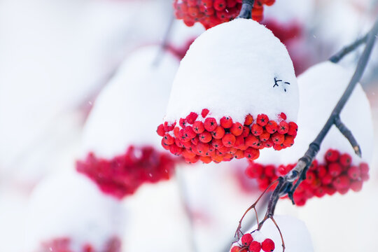 Snow-covered red rowan berries during snowfall. Beautiful winter nature background.