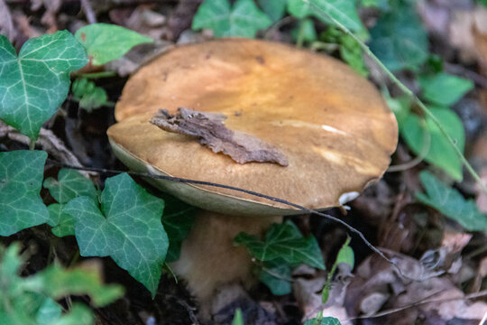 Mushroom in Forest Floor