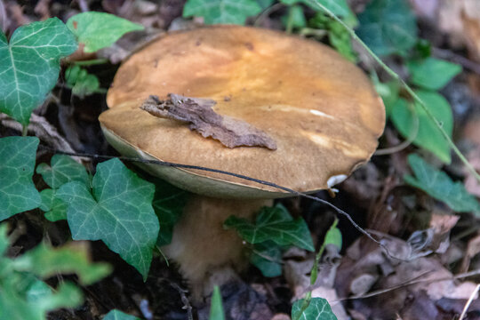 Mushroom in Forest Floor