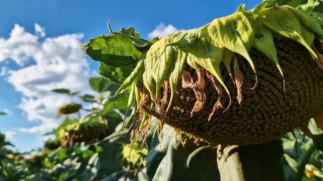 Ripe sunflower in the field. Close-up of a large sunflower inflorescence bent under the weight of seeds. A basket of sunflowers with withering yellow petals, ready to be threshed, agriculture, harvest