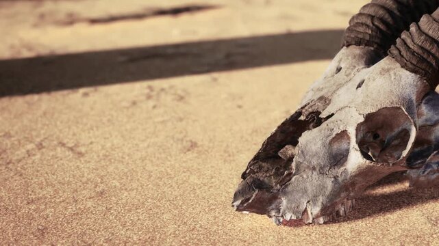 A weathered animal skull resting on sand, kissed by sunlight. The intricate textures of the bones tell stories of natures cycles and timelessness, evoking a sense of mystery.