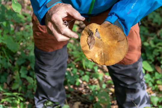 Mushroom examination in the forest