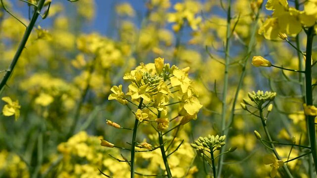 Oilseed rape or Rapeseed growing in a field. Oilseed rape plantation. Yellow oilseed rape flowers.