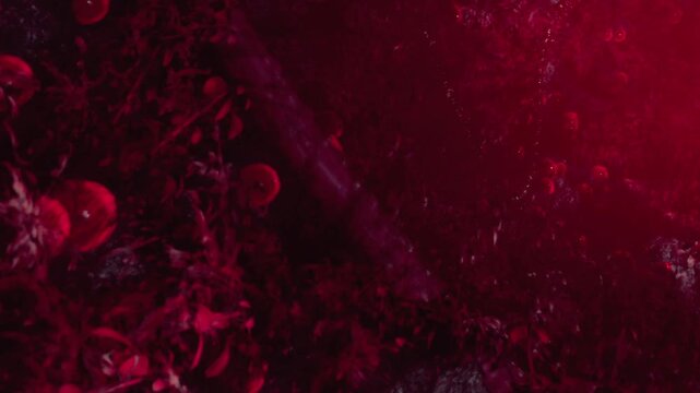 In a mystical garden, red fruits dangle from lush greenery as warm twilight casts enchanting shadows. The scene is alive with a sense of wonder and tranquility, inviting exploration.