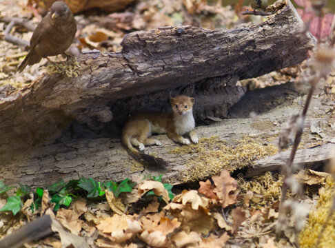 Dessau-Ro&szlig;lau, Germany, June 9, 2026Taxidermy weasel or stoat under