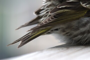 Juvenile Pine Siskin Tail © Robin
