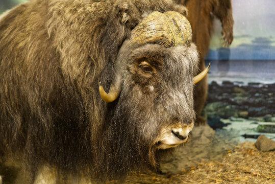 Dessau-Ro&szlig;lau, Germany, June 9, 2026Taxidermy muskox head