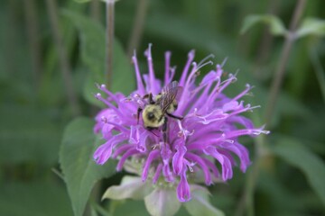 Bee Balming © Robin