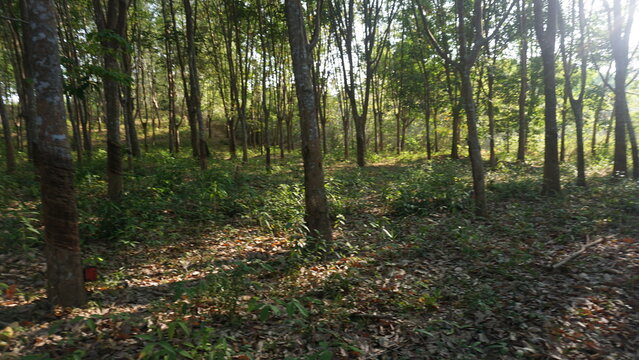 Green hills filled with rubber trees.