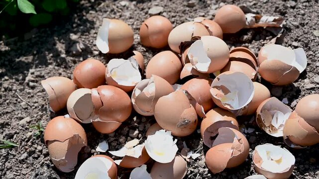 Eggshells as a natural fertilizer. Feeding soil and plants with eggshells. Natural plant nutrition in the garden.