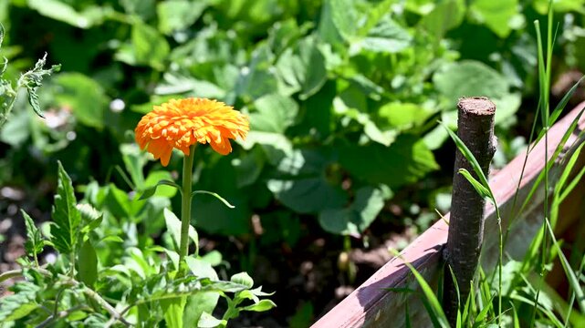 Fresh marigold in the garden. Natural insect repellent. Marigold is a natural ally in defending plants against insects.