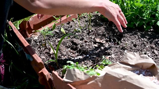 A woman uses eggshells as a natural fertilizer. A girl puts eggshells in the ground and then plants tomatoes.