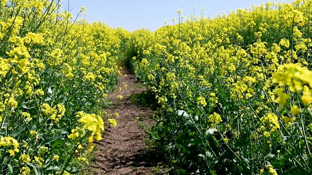 Oilseed rape or Rapeseed growing in a field. Oilseed rape plantation. Yellow oilseed rape flowers.