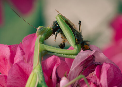 grasshopper on flower